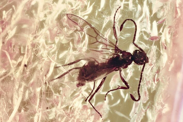 Detailed Fossil Winged Ant (Prenolepis) In Baltic Amber #328120